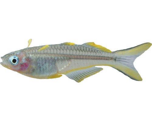 Fisch Gabelschwanz Regenbogenfisch - Pseudomugil furcata