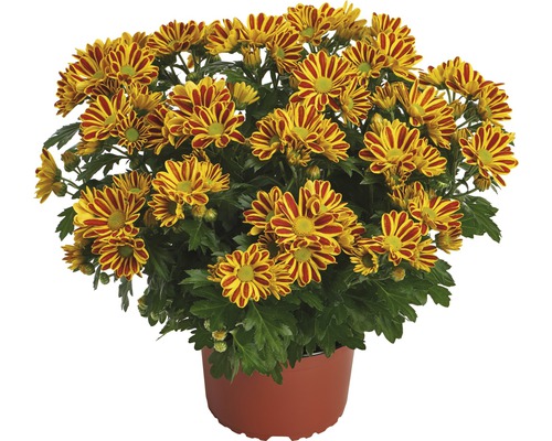 Chrysantheme FloraSelf Chrysanthemum indicum 'HoiHoi' Ø 12 cm Topf