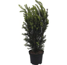 Bechereibe FloraSelf Taxus media 'Hillii' H 30-40 cm Co 3 L