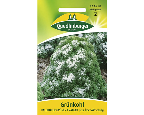 Grünkohl 'Halbhoher güner krauser' Quedlinburger Gemüsesamen