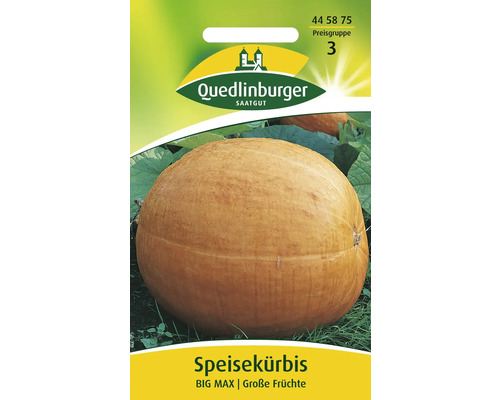 Speisekübris 'Big Max' Quedlinburger Gemüsesamen