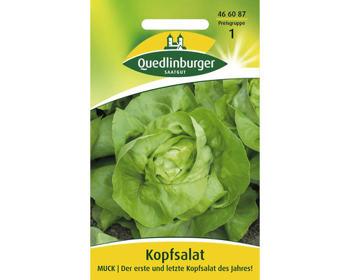 Kopfsalat 'Muck' Quedlinburger Salatsamen