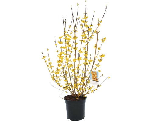 Goldglöckchen, Forsythie FloraSelf Forsythia intermedia 'Goldrausch' H 80-100 cm Co 10 L