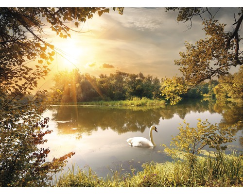 Fototapete Vlies 181006 Swan on the Pond 7-tlg. 350 x 260 cm