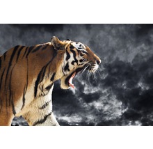 Fototapete Vlies 211027 Roaring Wild Tiger 8-tlg. 400 x 260 cm