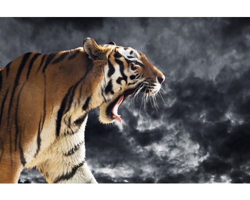 Fototapete Vlies 181027 Roaring Wild Tiger 7-tlg. 350 x 260 cm