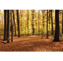 Waldszene im Herbst mit Laub bedecktem Boden und gelben Blättern an den Bäumen