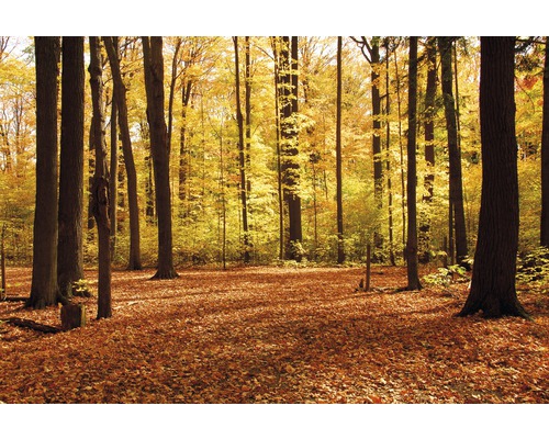 Fototapete Vlies 18427 Autumn Forest grün orange 7-tlg. 350 x 260 cm