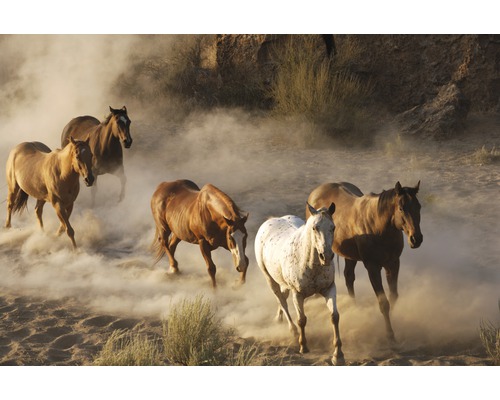 Fototapete Vlies 18433 Wild Horses sand 7-tlg. 350 x 260 cm