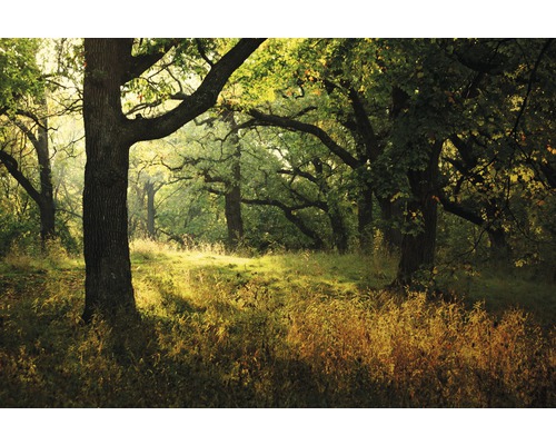 Fototapete Vlies 18440 Morning Sunbeam 7-tlg. 350 x 260 cm