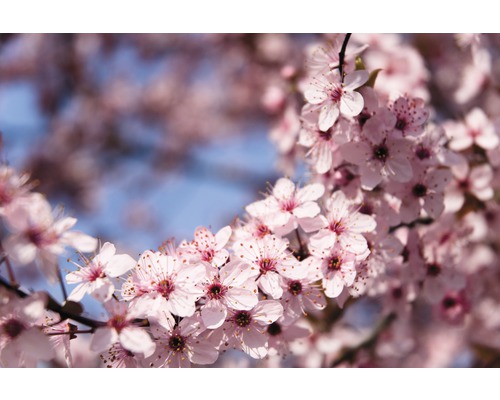 Fototapete Vlies 18445 Springtime Flowers 7-tlg. 350 x 260 cm