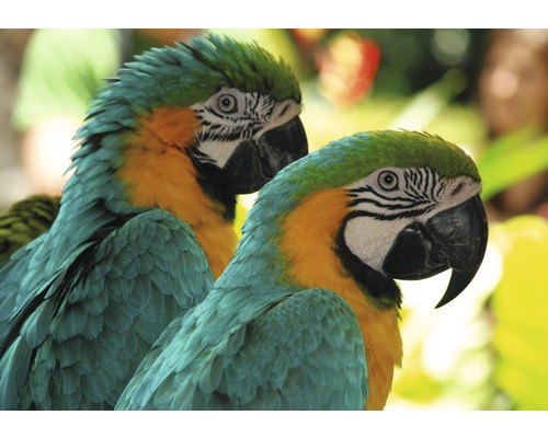 Fototapete Vlies 21448 Macaw Love Birds 8-tlg. 400 x 260 cm