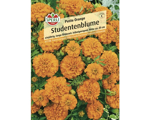Studentenblume Petite Orange Samenpackung