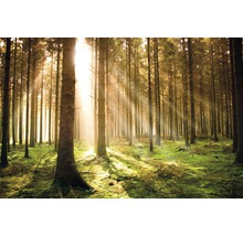 Wald mit hohen Bäumen und Sonnenstrahlen