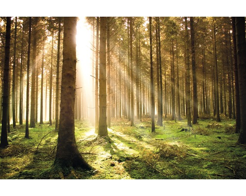 Fototapete Vlies 18459 Autumn Pine Forest 7-tlg. 350 x 260 cm