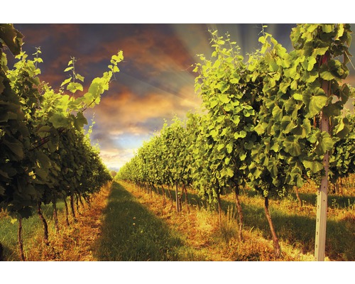 Fototapete Vlies 18463 Sunset Vineyard 7-tlg. 350 x 260 cm
