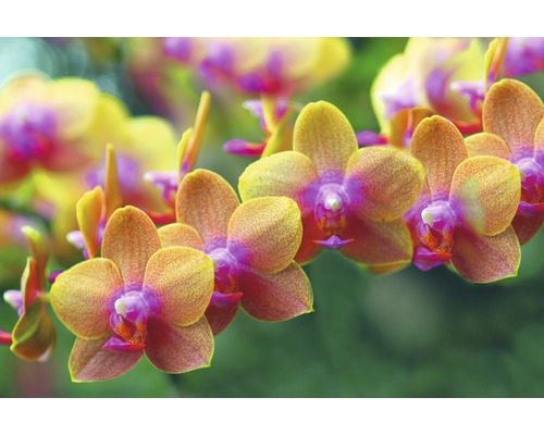 Fototapete Vlies 18470 Golden Orchids 7-tlg. 350 x 260 cm