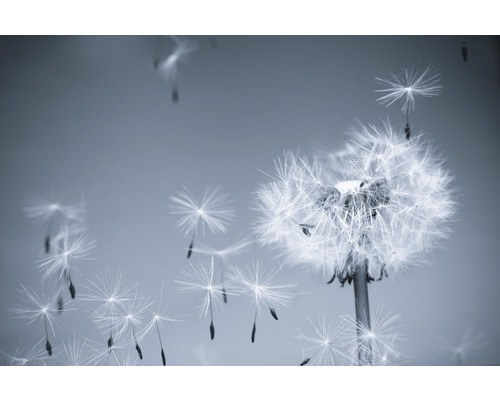 Fototapete Vlies 22475 Dandelion in the Wind grau 10-tlg. 500 x 280 cm