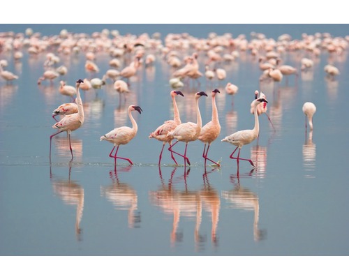 Fototapete Vlies 21476 Flamingos 8-tlg. 400 x 260 cm