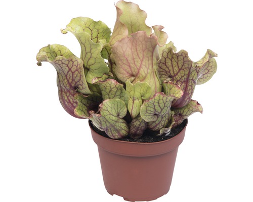 Schlauchpflanze Fleischfressende Pflanze FloraSelf Sarracenia Premium Mix H 17-25 cm Ø 12 cm Topf zufällige Sortenauswahl