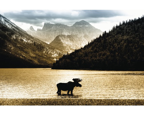 Fototapete Vlies 18484 Moose in Waterton Lake 7-tlg. 350 x 260 cm