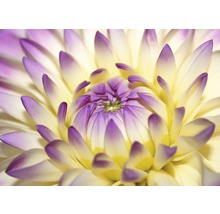 Fototapete Vlies 21485 Macro Pink Flower 8-tlg. 400 x 260 cm-thumb-0