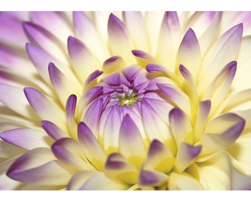 Fototapete Vlies 21485 Macro Pink Flower 8-tlg. 400 x 260 cm-0