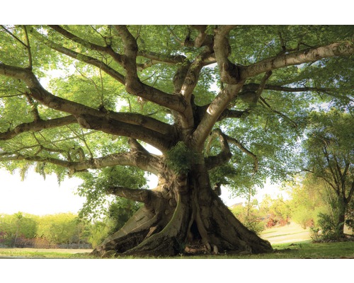 Fototapete Vlies 18499 Peaceful Tree 7-tlg. 350 x 260 cm