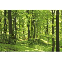Fototapete Vlies 22501 German Beech Forest 10-tlg. 500 x 280 cm