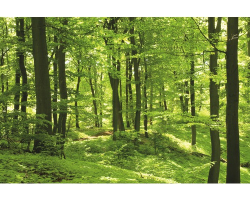Fototapete Vlies 21501 German Beech Forest 8-tlg. 400 x 260 cm
