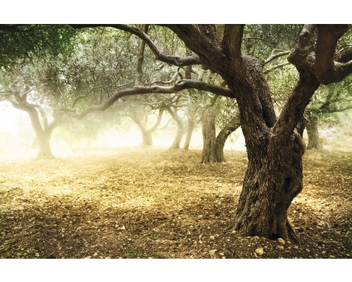 Fototapete Vlies 18503 Old Olive Trees 7-tlg. 350 x 260 cm