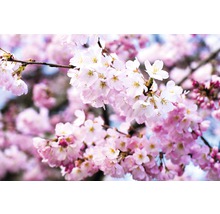 Fototapete Vlies 18508 Cherry Blossoms 7-tlg. 350 x 260 cm-thumb-0
