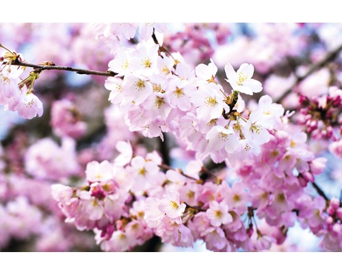 Fototapete Vlies 18508 Cherry Blossoms 7-tlg. 350 x 260 cm