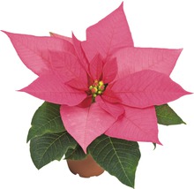 Pinkfarbener Weihnachtsstern im Topf