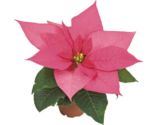 Pinkfarbener Weihnachtsstern im Topf