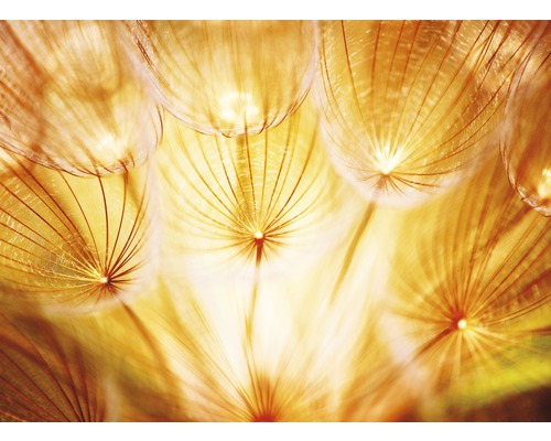 Fototapete Vlies 18513 Soft Dandelion Flowers 7-tlg. 350 x 260 cm