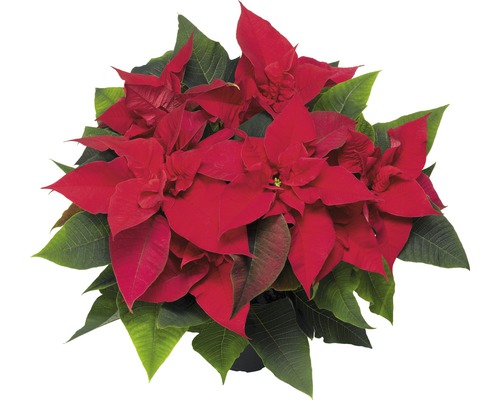 Weihnachtsstern FloraSelf Euphorbia pulcherima H 30-35 cm Ø 12 cm Topf rot