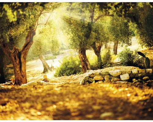 Fototapete Vlies 21533 Olive Trees 8-tlg. 400 x 260 cm