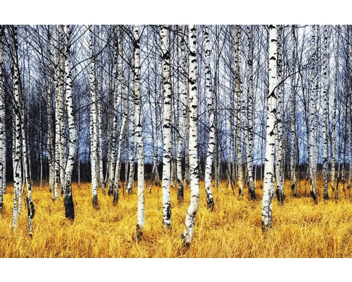 Fototapete Vlies 18535 Autumn Birch Grove 7-tlg. 350 x 260 cm