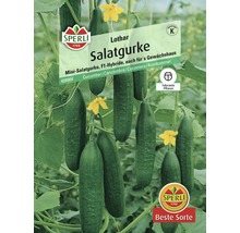 Samenpackung Salatgurke Lothar