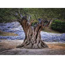 Fototapete Vlies 22560 Old Olive Tree Trunks 10-tlg. 500 x 280 cm