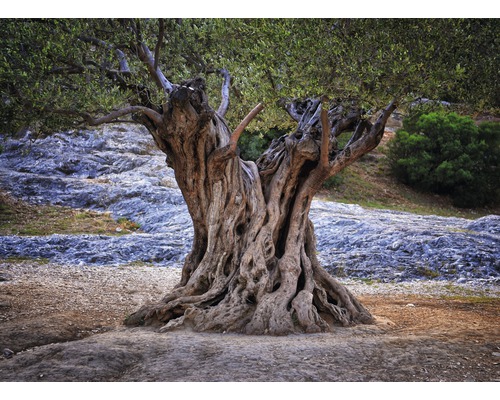 Fototapete Vlies 22560 Old Olive Tree Trunks 10-tlg. 500 x 280 cm