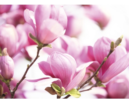 Fototapete Vlies 22568 Pink Magnolia 10-tlg. 500 x 280 cm