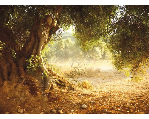 Fototapete Vlies 18581 Old Olive Tree 7-tlg. 350 x 260 cm