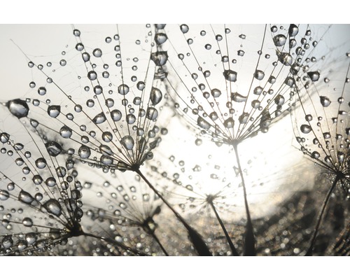 Fototapete Vlies 22585 Dandelion Seeds Drops 10-tlg. 500 x 280 cm