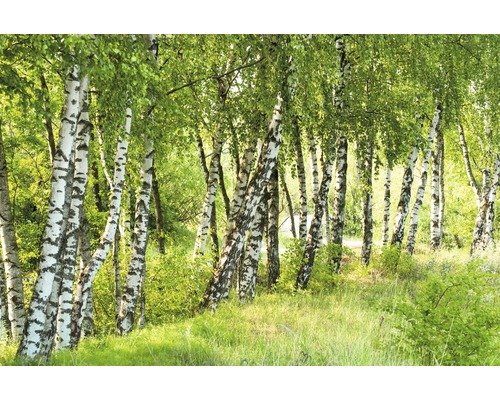 Fototapete Vlies 18596 Birch Tree Forest 7-tlg. 350 x 260 cm