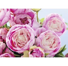 Nahaufnahme von rosa Pfingstrosenblüten