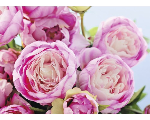 Fototapete Vlies 18602 Pink Peony Flowers 7-tlg. 350 x 260 cm