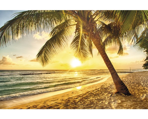 Fototapete Vlies 18605 Barbados Palm Beach 1 Palme 7-tlg. 350 x 260 cm Sonnenuntergang am Strand mit Palmen