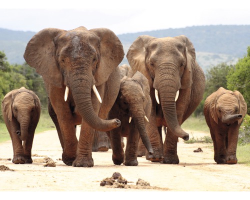 Fototapete Vlies 18617 African Elephant Herd 7-tlg. 350 x 260 cm
